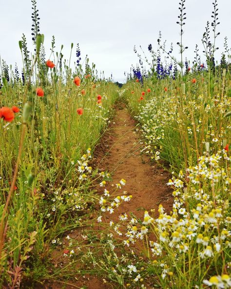 Flower Farming, Wildflower Paintings, Golden Flower, Wheat Fields, Playlist Covers, Art Contest, Drawing Inspo, Worcester, Short Story