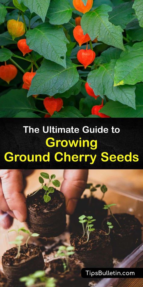 Ground Cherry Plant, Cape Gooseberry Plant, How To Grow Gooseberries, Gardening Fruits, Goose Berry, Ground Cherries, Ground Cherry, Cherry Seeds, Potted Fruit Trees