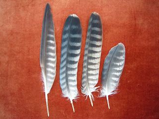 Peregrine falcon feathers Feather Tat, Falcon Feather, Feather Sketch, Feather Quill Pen, Habitats Projects, Native American Food, Feather Quill, Mushroom Tattoos, Feather Tattoo Design