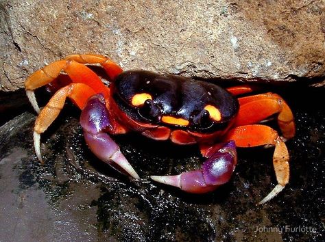 Halloween Moon Crab or Red Land Crab (Gecarcinus quadratus) Pacific Coast Halloween Crab, Land Crab, Busch Gardens Tampa Bay, Woodlice, Water Surfing, Water Creatures, Halloween Moon, Surf Camp, Animal Groups