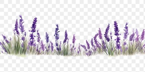 Lavender Png, Lavender Tree, Border Transparent, Ios 7 Design, Prairie Flowers, Lavender Decor, Lavender Aesthetic, Garden Drawing, Tree Png