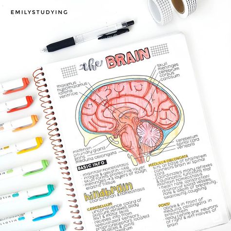 studygram | emily on Instagram: “I remember when I made these notes that I just wanted to draw a brain in my notebook! Also btw, I just traced this as I can't really…” Astetic Notes, Draw A Brain, Aesthetics Notes, Biology Diagrams, Notes Inspo, Psychology Notes, Study Biology, My Notebook, Nurse Study Notes