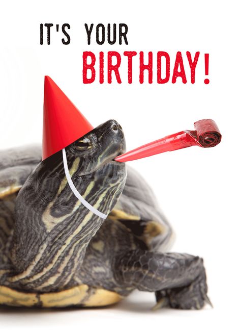 Turtle-y Awesome Happy Birthday card Happy Birthday Turtle, Unorganized Idea, Tortoise Turtle, Happy Birthday Funny, Turtle Design, Birthday Happy, It's Your Birthday, Happy Birthday Card, Card Card