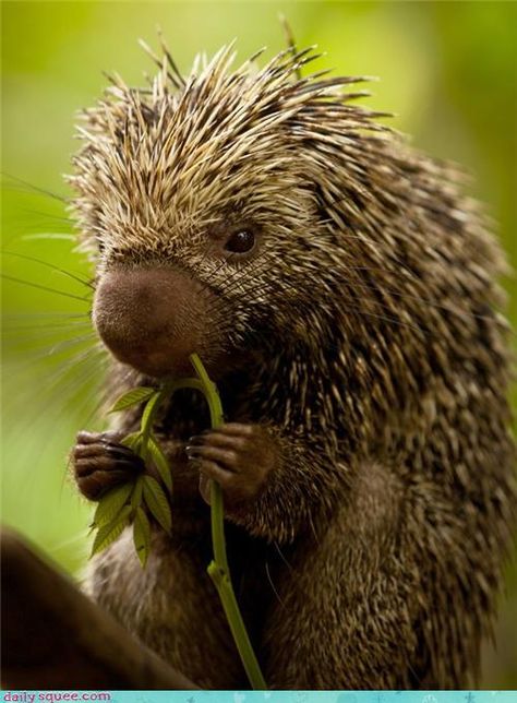 Spiny Hugs - porcupine faces always make me laugh! Regard Animal, Charles Darwin, Animals Of The World, Sweet Animals, Animal Planet, Exotic Pets, Animals Friends, Beautiful Creatures