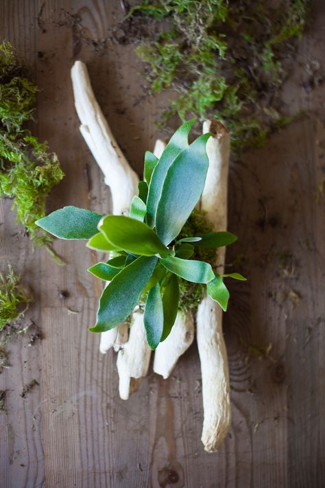 Staghorn Fern Mount Ideas, Staghorn Fern Mount, Impressive Art, Planter Project, Staghorn Fern, Plant Crafts, Oh Honey, Growing Greens, Garden Decor Projects