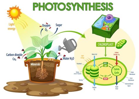 Photosynthesis Vectors, Photos and PSD files | Free Download Process Of Photosynthesis, Internship Report, Light Energy, Carbon Dioxide, Cardiology, Photosynthesis, Water Lighting, Psd Files, Vector Photo