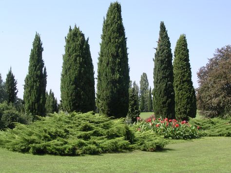 5 variedades de ciprés para jardín - http://www.jardineriaon.com/variedades-de-cipres.html #plantas Yellow Twig Dogwood, Emerald Green Arborvitae, Twig Dogwood, Leyland Cypress, Cupressus Sempervirens, Italian Cypress, Evergreen Hedge, Privacy Hedge, Broadleaf Evergreen