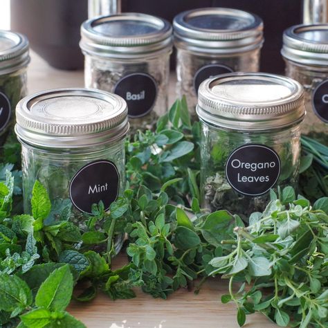 Dehydrate Herbs, Dehydrating Herbs, Sour Cream Chocolate Cake, Candied Carrots, Pulled Chicken Sandwiches, Saskatoon Berry, Drying Cilantro, Oregano Leaves, Homemade Chocolate Cake