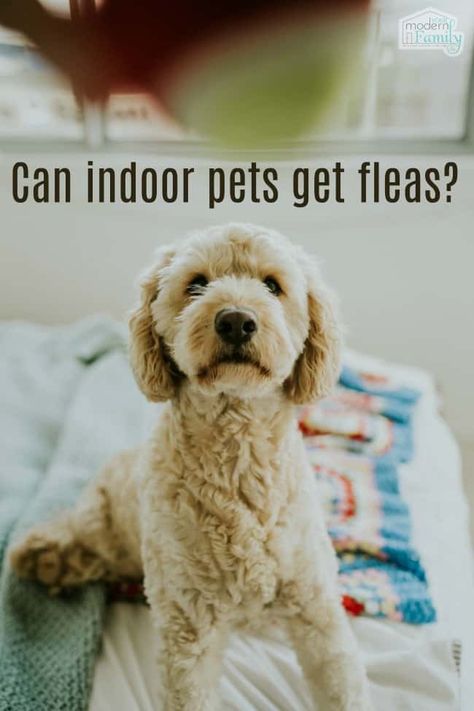 Can indoor pets get fleas? House Training Puppies, Dogs Grooming, Puppy Grooming, Cesar Millan, Easiest Dogs To Train, Puppy Training Tips, Dog Shedding, Aggressive Dog, Dog Help