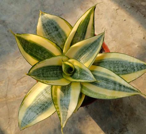 Sansevieria trifasciata 'Golden Hahnii' (Snake Plant) Sanseveria Plants, Variegated Snake Plant, Sansevieria Hahnii, Snake Plant Care, Sansevieria Trifasciata, Snake Plants, Household Plants, Plant Problems, Plant Diseases