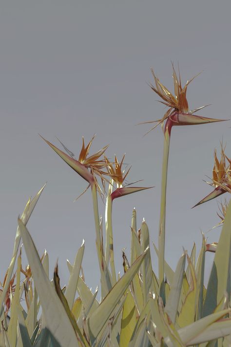 Color Aesthetic Photography, Xuebing Du, Object Photography, Life Paint, Flower Installation, Mood And Tone, Plants And Flowers, Starling, Color Rosa