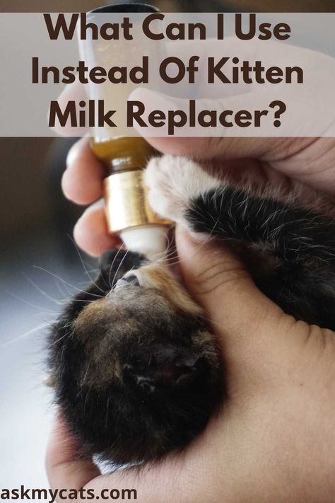 How To Prepare Homemade Kitten Milk Replacer: 4 Recipes

#cat #kitten #catowner Diy Kitten Milk Replacement, Diy Kitten Formula, Kitten Milk Replacer Recipe, Homemade Kitten Formula, How To Care For Kittens, Kitten Formula Recipe, Sick Kitten, Milk Replacement, Kitten Formula