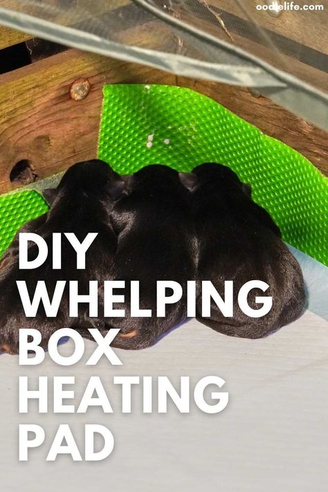 Whelping Set Up, Whelping Box Ideas For Small Dogs, Welping Box Ideas Diy, Welping Box Ideas Diy Dog, Whelping Box Ideas, Heating Pad Diy, Welping Box, Puppy Advice, Dog Whelping Box