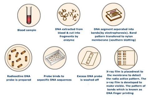 DNA Fingerprinting Technique For further details visit www.microlifeindia.org Dna Fingerprinting Images, Dna Fingerprinting, Ray Film, Dna Sequence, Chemistry Notes, Flow Chart, Fingerprint, Chemistry, Entrance