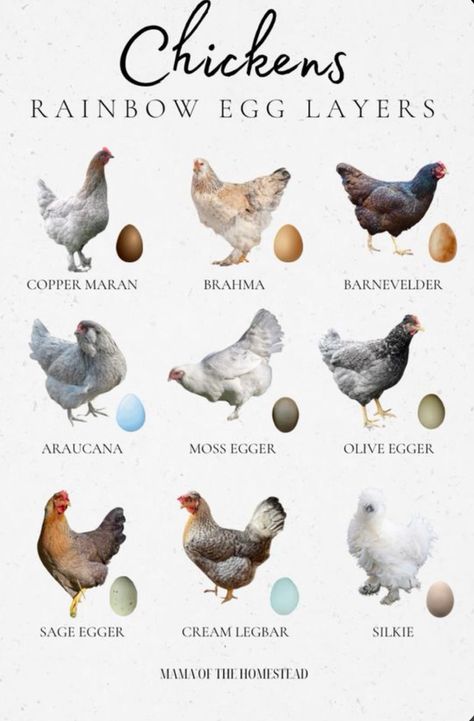 Breeds Of Chickens And Eggs, Cutest Chicken Breeds, Different Kinds Of Chickens, Chickens And Their Egg Colors, Chickens And Egg Colors, Different Types Of Chickens, Homemade Chicken Food For Chickens, Chicken Eggs Colors, Chicken Breeds And Egg Color