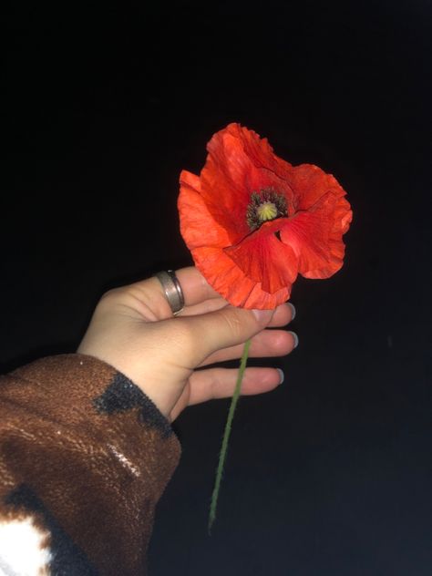 Bright red poppy flower in the dark night Poppys Aesthetic, Poppy Flower Aesthetic, Black Poppy Flower, White Poppy Flower Aesthetic, Poppy Aesthetic, Red Poppy Aesthetic, Poppy Flower Aesthetic Dark, Red Poppy Photography, Red Poppy Flower