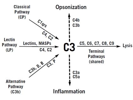 Complement Pathways, Respiratory Therapist Student, Complement System, Medical Microbiology, Immune Deficiency, Np School, Lab Science, Clinical Chemistry, Medical Laboratory Science