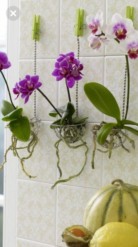 Hanging Orchid, Indoor Orchids, Tanaman Indoor, نباتات منزلية, Growing Orchids, Orchids Garden, Orchid Care, Beautiful Orchids, Orchid Plants