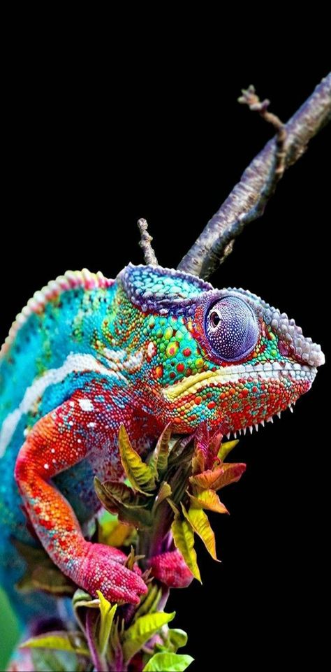 Reptile Wallpaper, Desktop Themes, Ios Wallpaper, Awesome Wallpapers, Ipad Ios, Cute Reptiles, Dark Art Drawings, Colorful Animals, Weird Creatures