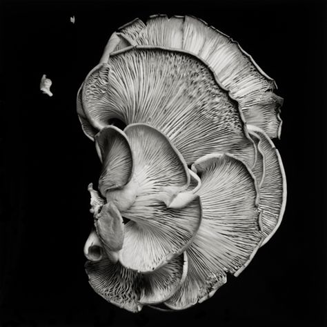 Mexican Gothic, Contemporary Fine Art Photography, Photography Booth, Black And White Spider, Mushroom Images, Nature Projects, Oyster Mushroom, Still Life Images, Holiday Photography