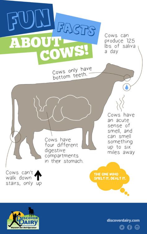 Download Classroom Materials - Discover Dairy 4-h Poster Ideas, Cow Stomach, Cow Facts, Farm Facts, Farm Lessons, Breeds Of Cows, Beef Cow, Farm Preschool, Farm School