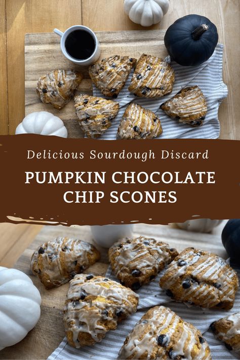 Sourdough Discard Pumpkin Chocolate Chip Scones - The Flour Barn Homestead Sourdough Discard Pumpkin Recipes, Sourdough Pumpkin Scones, Sourdough Scones Recipe, Scones Sourdough, Discard Scones, Sourdough Discard Scones, Sourdough Discard Pumpkin, Scones Pumpkin, Pumpkin Spice Scones