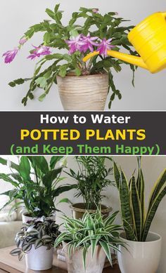 When To Water Plants, Nyc Garden, Watering Plants, Household Plants, Plant Care Houseplant, Survival Gardening, Inside Plants, Indoor Plant Care, Plant Decor Indoor