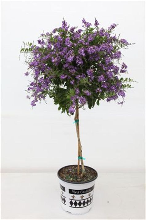 Duranta - Sapphire Showers Duranta Erecta, Trees Landscaping, Purple Flowering Plants, Patio Trees, Catching Fireflies, Lilac Bushes, Florida Gardening, Backyard Plants, Bee Garden