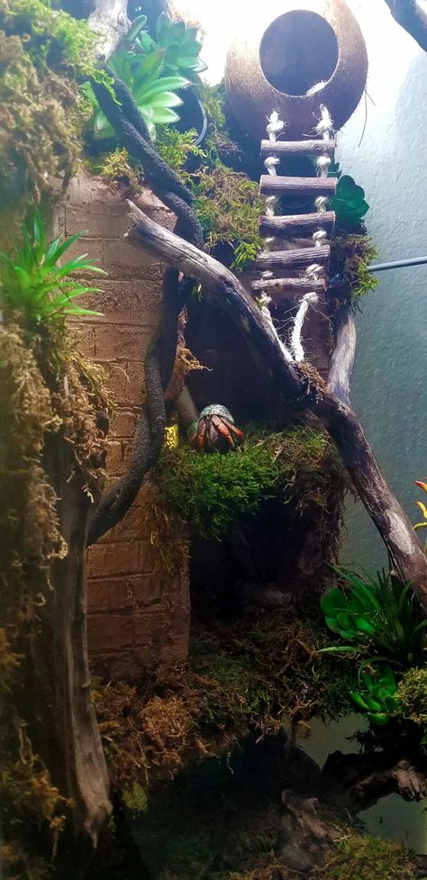 Crabitat Types of Enclosures for your Hermit Crabs - Hermit Crab Pets Best Hermit Crab Habitat, Hermit Crab Fairy Garden, Cute Hermit Crab Tank Ideas, Hermit Crab Hideout Diy, Hermit Crab Paludarium, Bioactive Hermit Crab Tank, Hermit Crab Terrarium Ideas, Hermit Crab Climbing Ideas, Hermit Crab Habitat Ideas 20 Gallon