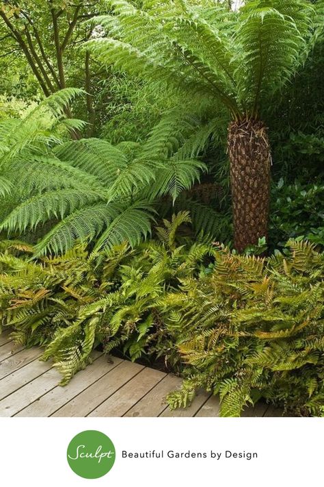 Ferns can often be forgotten but they are a must in native gardens. The varied fronds provide beautiful texture and interest. There are so many to choose from - whether your garden is a dry or damp shady area, there’s a fern for you. They are often perfect plants for problem areas and fit into a wide variety of garden styles. And really, what screams ‘New Zealand’ more than a native fern? #nativegarden #garden design House Ferns, Naturalistic Planting, Mystery Garden, Native Landscaping, Garden River, Cedar House, Native Gardens, Ferns Garden, Tropical Garden Design