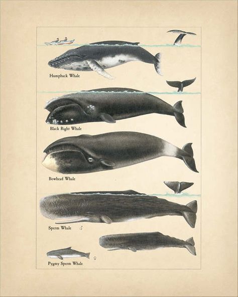 Whale Chart • 8x10 Wall Art • Instant Digital Download! Sperm Whale Art, Whale Chart, Types Of Whales, Whale Wall Art, Mermaid Poster, Mid Century Cat, Sperm Whale, Whale Art, Whale Print