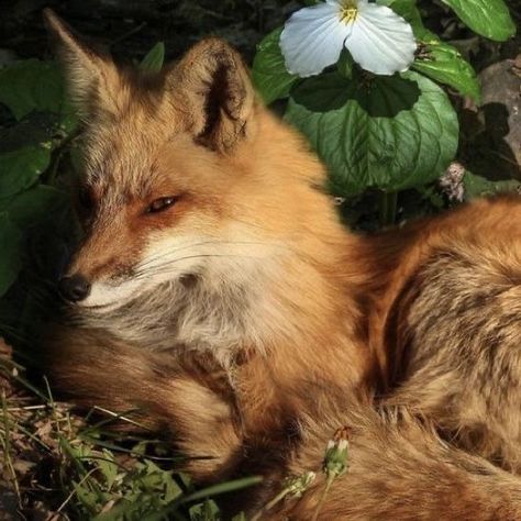 Cute Fox Pfp Aesthetic, Fox Core Aesthetic, Evelyn Animal, Fox Pfp Aesthetic, Angelina Animal, Evangeline Fox Aesthetic, Cute Fox Pfp, Evangeline Core, Evangeline Fox And Jacks