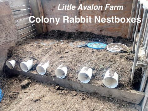 Farm Baby Nursery, Rabbit Nesting Box, Rabbits For Meat, Rabbit Tunnel, Rabbit Hutch Plans, Rabbit Nest, Raising Rabbits For Meat, Rabbit Stuff, Stingless Bees