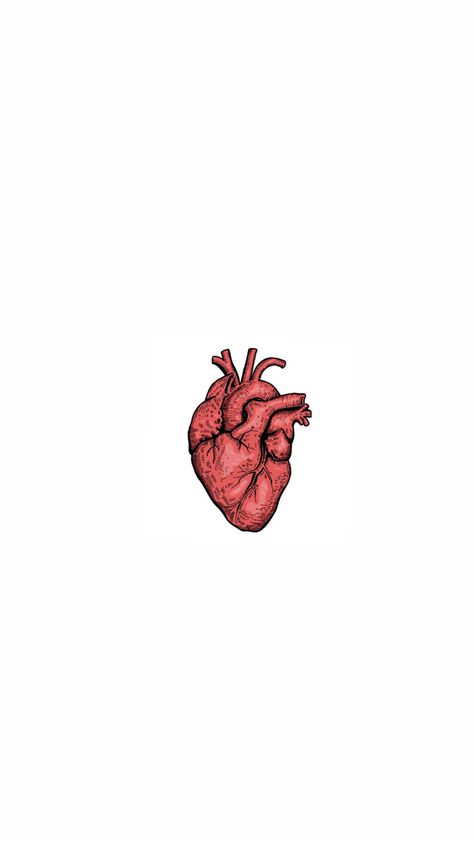 M Heart Wallpaper, Coeur Qui Bat, Anatomy Heart Wallpaper, Ekg Wallpapers, Heart Organ Wallpaper, Human Heart Drawing Aesthetic, Cardiologist Wallpaper, Human Heart Aesthetic, Anatomical Heart Wallpaper