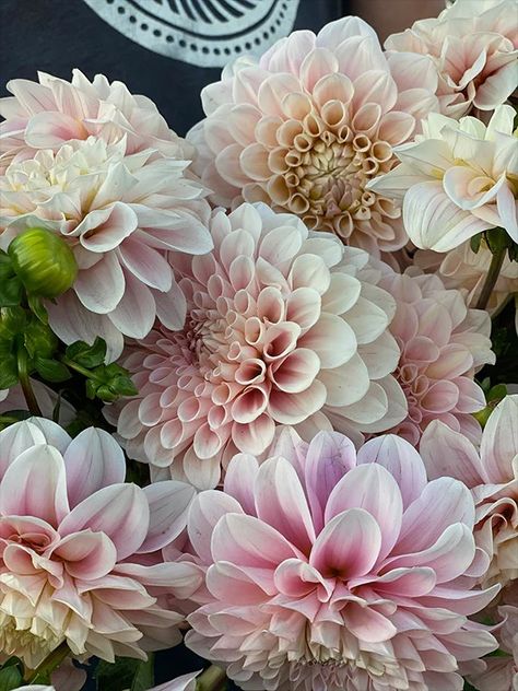 Blush Weddings, Dahlia Tubers, Dahlias Garden, Most Popular Flowers, Popular Flowers, Cut Flower Garden, Summer Events, Blush Wedding, Blush Color