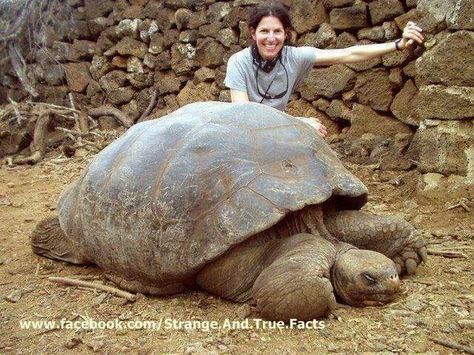 500 year old tortoise Big Turtle, Galapagos Tortoise, Giant Animals, Giant Tortoise, Tortoise Turtle, Turtle Love, Rare Animals, Reptiles And Amphibians, Large Animals