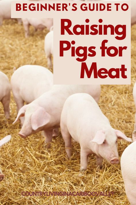 Pig Barn Ideas, Meat Pigs, Pig Raising, Pig Rearing, Pig Fence, Pig Pens, Pastured Pigs, Raising Livestock, Ranch Animals