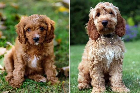 Cavapoo vs Cockapoo: Which Poodle Mix is a Better Choice For You Cockapoo Vs Cavapoo, Cockapoo Full Grown, Cavapoo Full Grown, Miniature Cockapoo, Mini Bernedoodle, Puppy Time, Cockapoo Puppies, Cavapoo Puppies, Mini Poodles