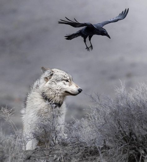 Wolves And Ravens, Raven Flying, Crow Flying, Raven And Wolf, Family Loyalty, Quoth The Raven, Wolf Pup, Scenery Photos, Apex Predator