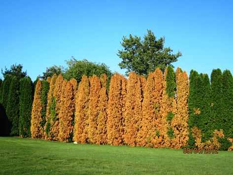 Windbreak Trees, Norway Spruce Tree, Grass Weeds, Privacy Trees, Norway Spruce, Landscaping Trees, Spruce Tree, Wildlife Habitat, Clay Soil