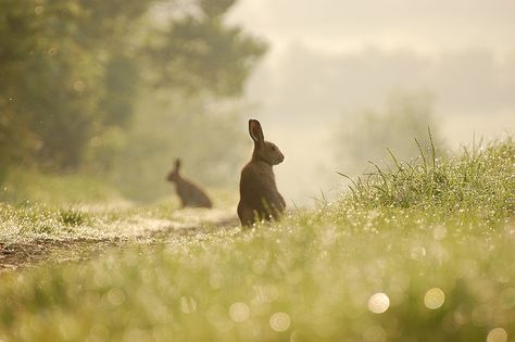 Rabbits always think that if they don't move no one can see them.  They're invisible.  Hope the photography took this photo back there and showed them they're not invisible.  Rabbits really need to learn that they show. Wild Life, The Grass, Lush Green, 귀여운 동물, Country Life, Cute Bunny, Animals Friends, Beautiful Creatures