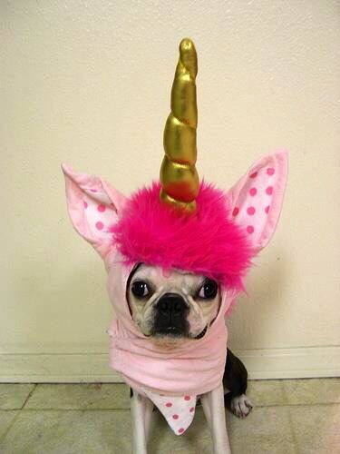 Dog wearing an unicorn costume Boston Terrier Love, Unicorn Costume, Dog Costumes, Pet Costumes, Dog Life, I Love Dogs, Puppy Love, Pug, Animals And Pets