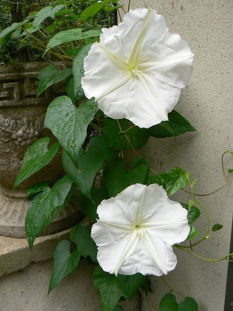 Moon Flower Vine, Moonflower Vine, Garden Vines, Moon Garden, Favorite Flower, Garden Yard Ideas, White Gardens, Moon Flower, Garden Photos