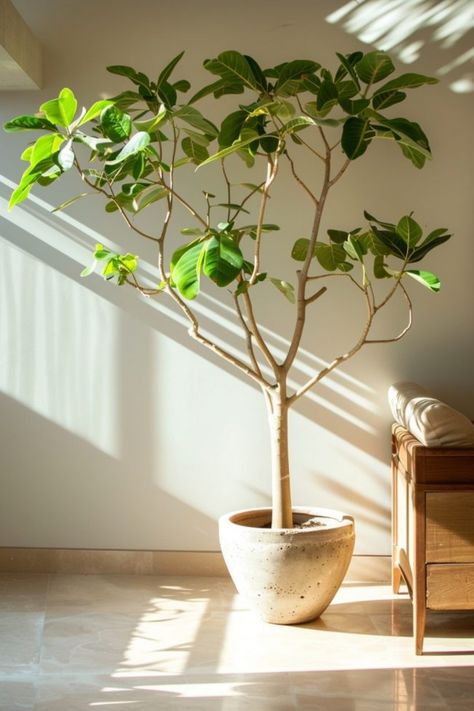 Sunlit potted plant in a minimalistic indoors setting next to a wooden chair. Statement Indoor Plants, Large Indoor Plants Decor, Wabi Sabi Indoor Plants, Real Indoor Plants, Easy Indoor Trees House Plants, Ficus Indoor Plant, Best Indoor Trees Houseplant, Japanese Indoor Plants, Best Indoor Plants For Beginners