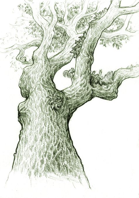 live oak drawing Live Oak Drawing, Oak Tree Drawing Sketch, Oak Drawing, Quercus Virginiana, Oak Tree Drawings, Rorschach Art, English Oak Tree, Graphite Illustration, Tree Drawings