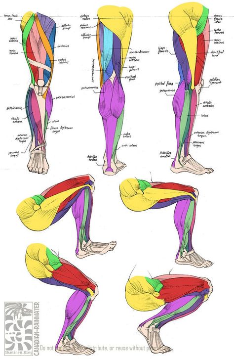 Leg Muscles Anatomy, Leg Anatomy, Drawing Legs, Anatomy Tutorial, Human Anatomy Drawing, Muscle Anatomy, Arm Muscles, Human Anatomy And Physiology, Human Anatomy Art