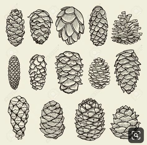 Thyrsus Tattoo, Pinecone Tattoo, Pine Cone Drawing, Pine Tattoo, Fir Christmas Tree, Free Art Print, Tree Artwork, Hand Drawn Vector Illustrations, Free Art Prints