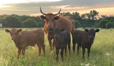 Dexter Cows, Dexter Cattle, Miniature Cows, Homegrown Food, Mini Cows, Watch Trends, Hobby Farms, Dexter, Cow