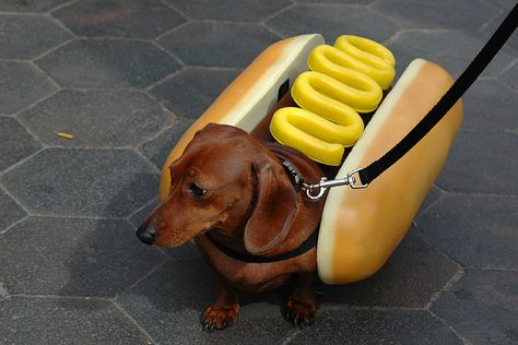 Love it!!! Dachshund Costume, Hotdog Costume, Dog Cafe, Weenie Dogs, Funny Dachshund, Dachshund Love, Dog Costumes, Weiner Dog, Wiener Dog