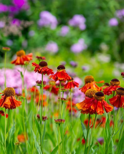 best perennials sneezeweed Orange Helenium in a summer garden Chamomile Seeds, Japanese Painted Fern, Country Living Fair, Full Sun Perennials, Perennial Flowers, Best Perennials, Sun Perennials, Plant Tags, Diy Fall Wreath